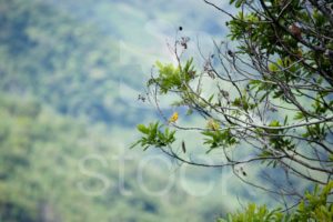 Ramas de un arbol con aves de diferentes tipos en Cundinamarca